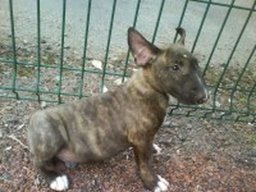 booba_20211129_1037211627